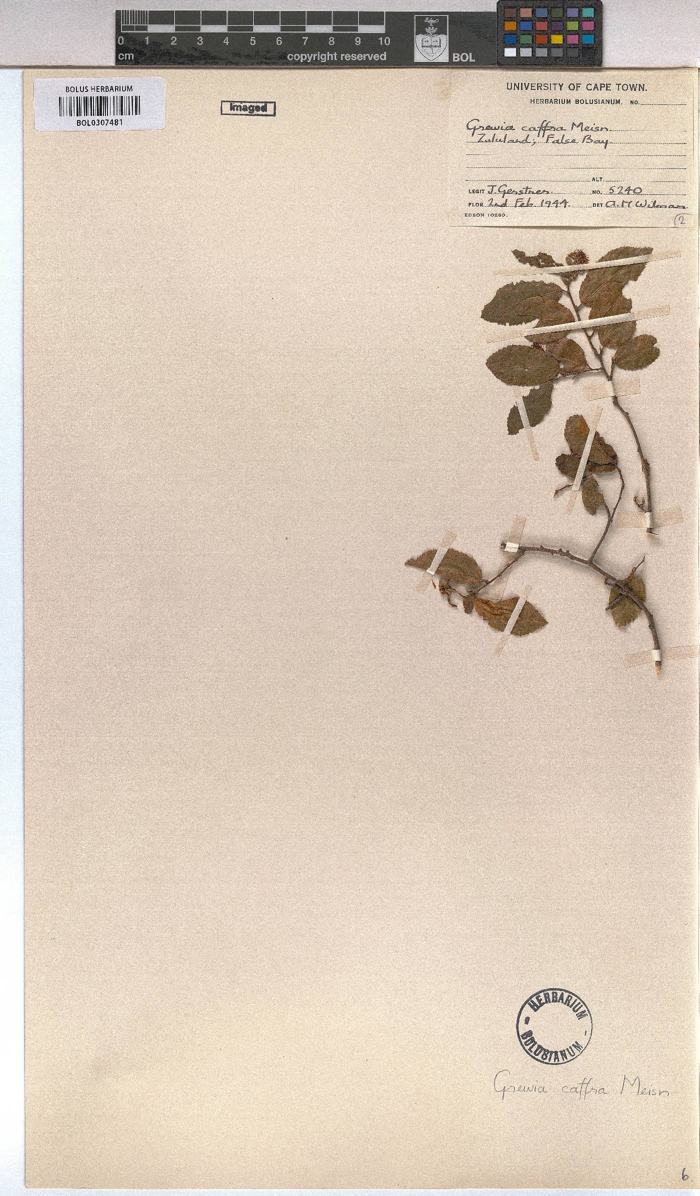 Grewia afra image