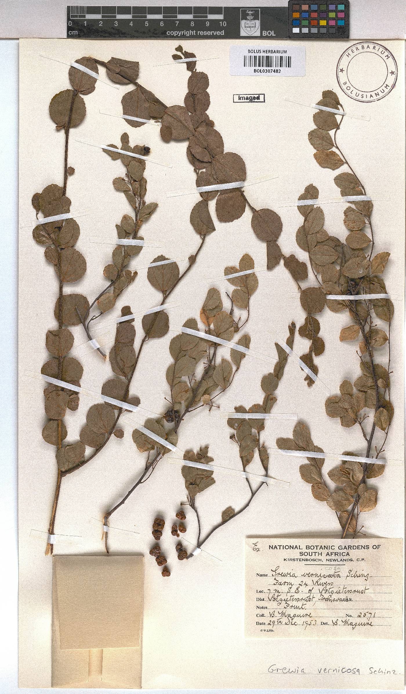 Grewia vernicosa image