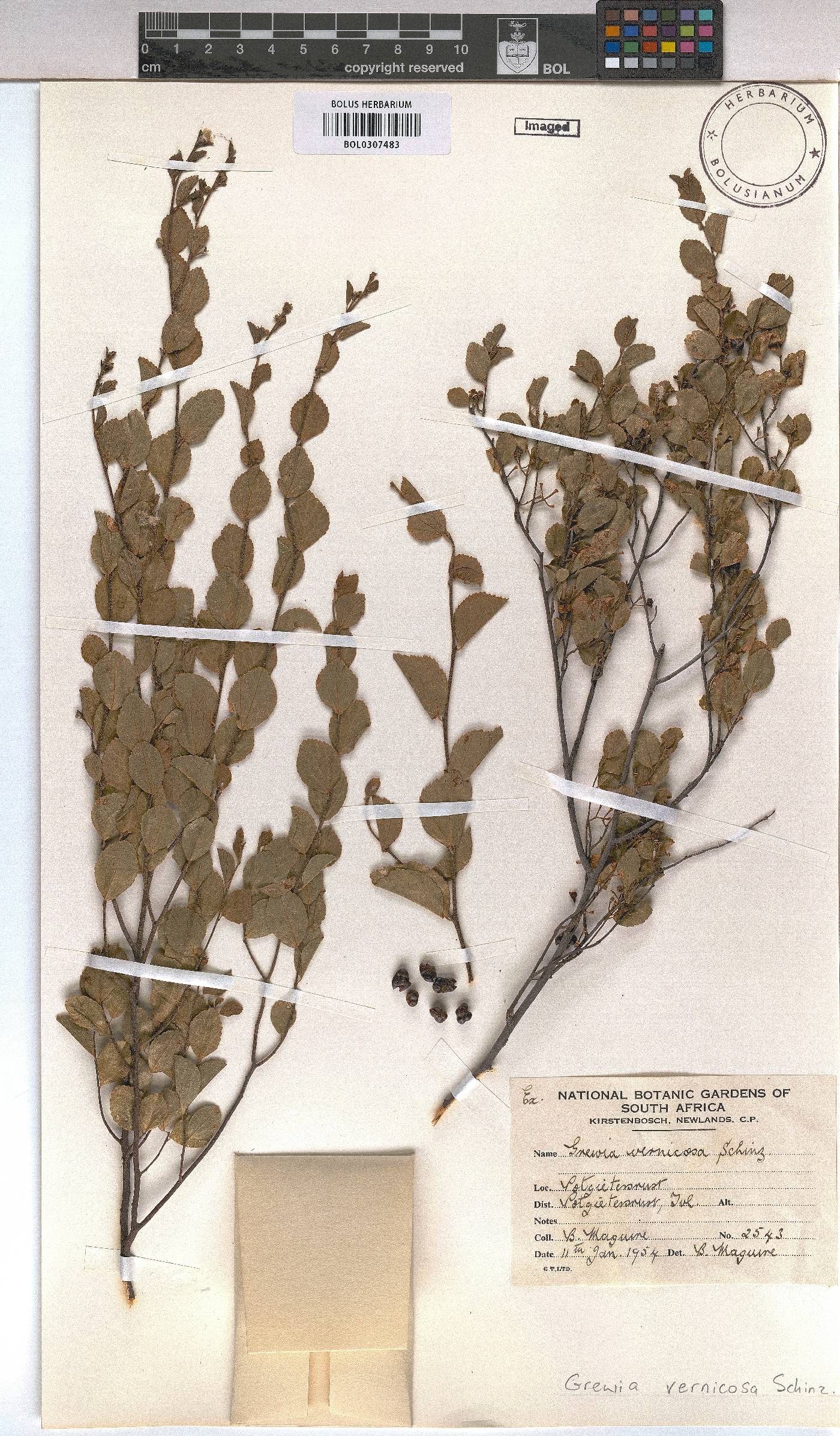 Grewia vernicosa image