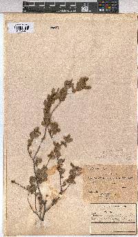 Grewia vernicosa image