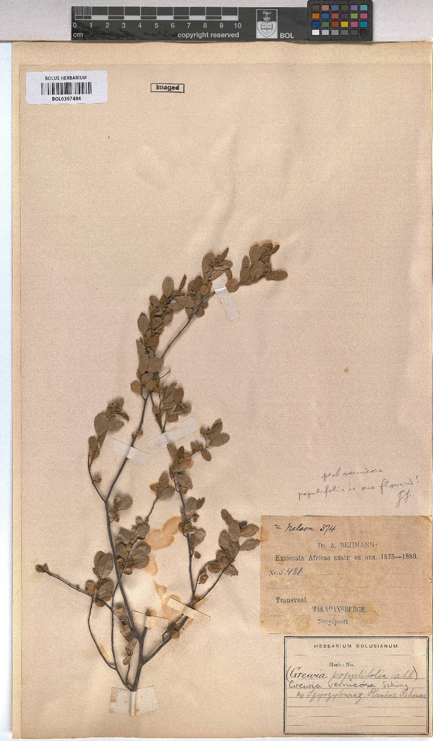 Grewia vernicosa image