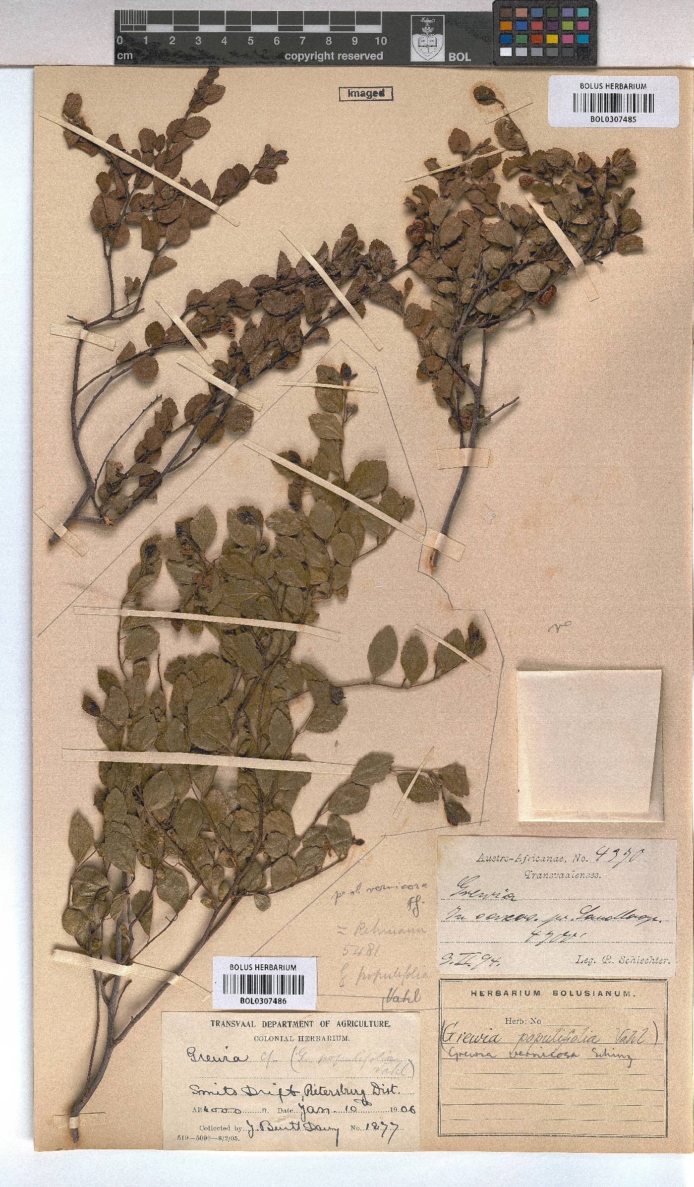 Grewia vernicosa image