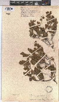 Grewia vernicosa image