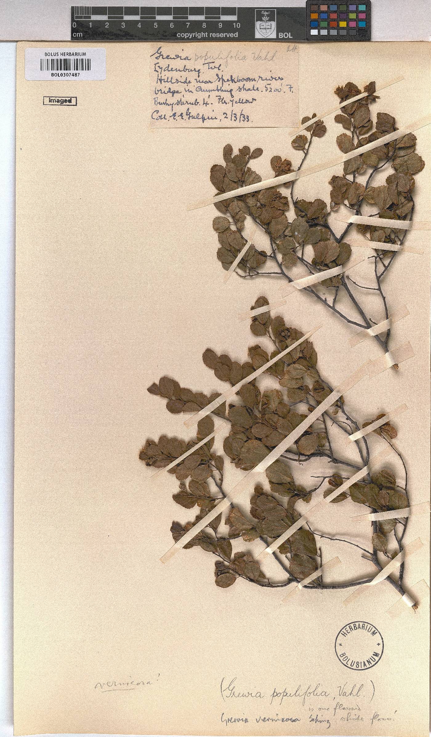Grewia vernicosa image