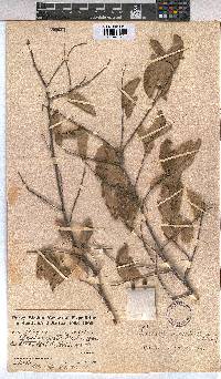 Grewia bicolor image