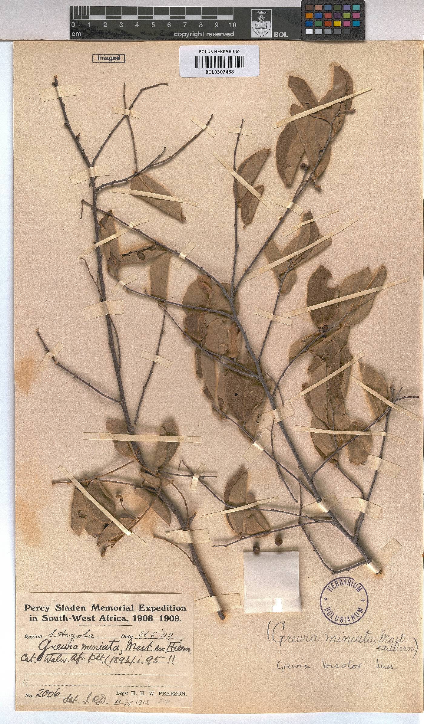Grewia bicolor image
