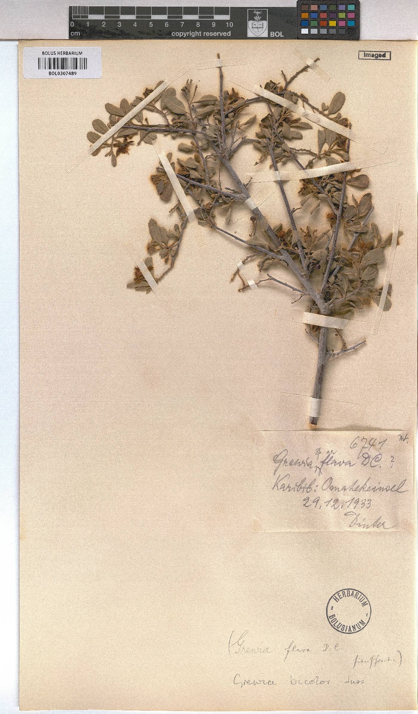 Grewia bicolor image