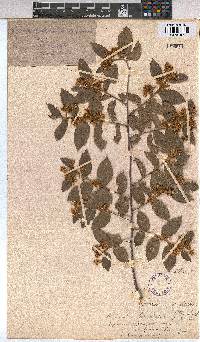 Grewia bicolor image