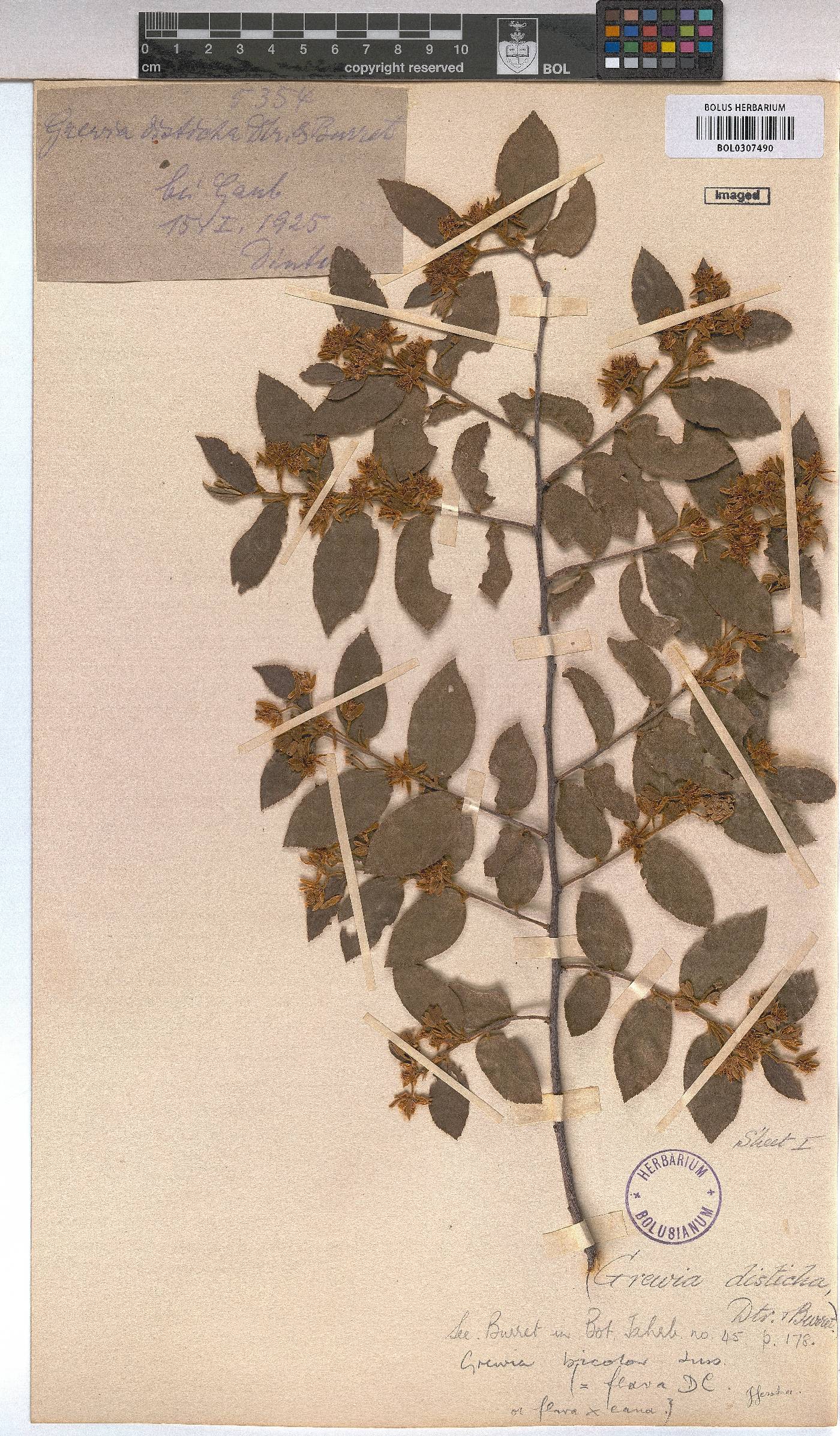 Grewia bicolor image