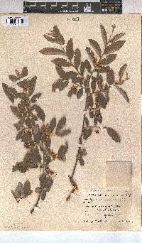 Grewia bicolor image
