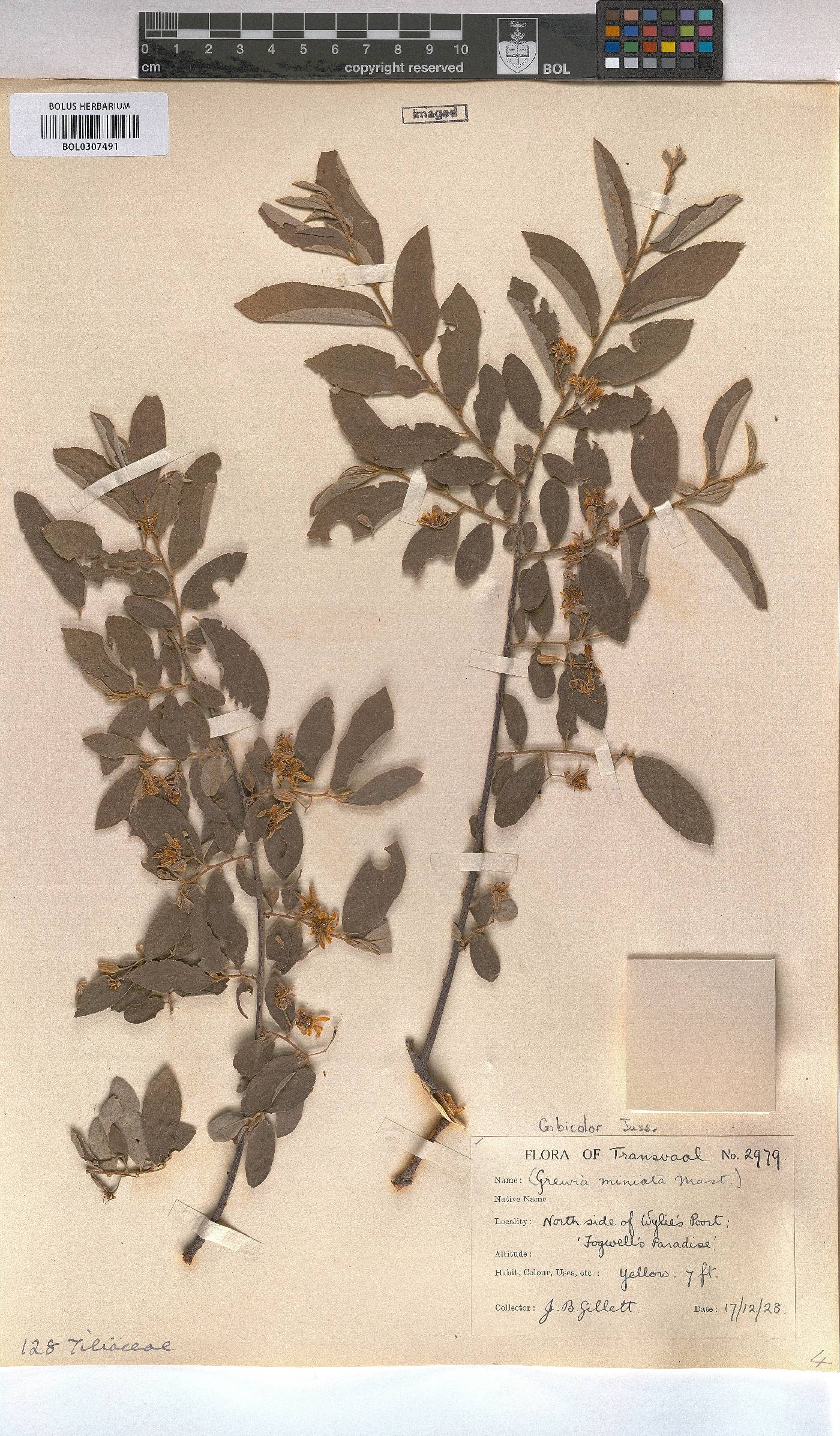 Grewia bicolor image