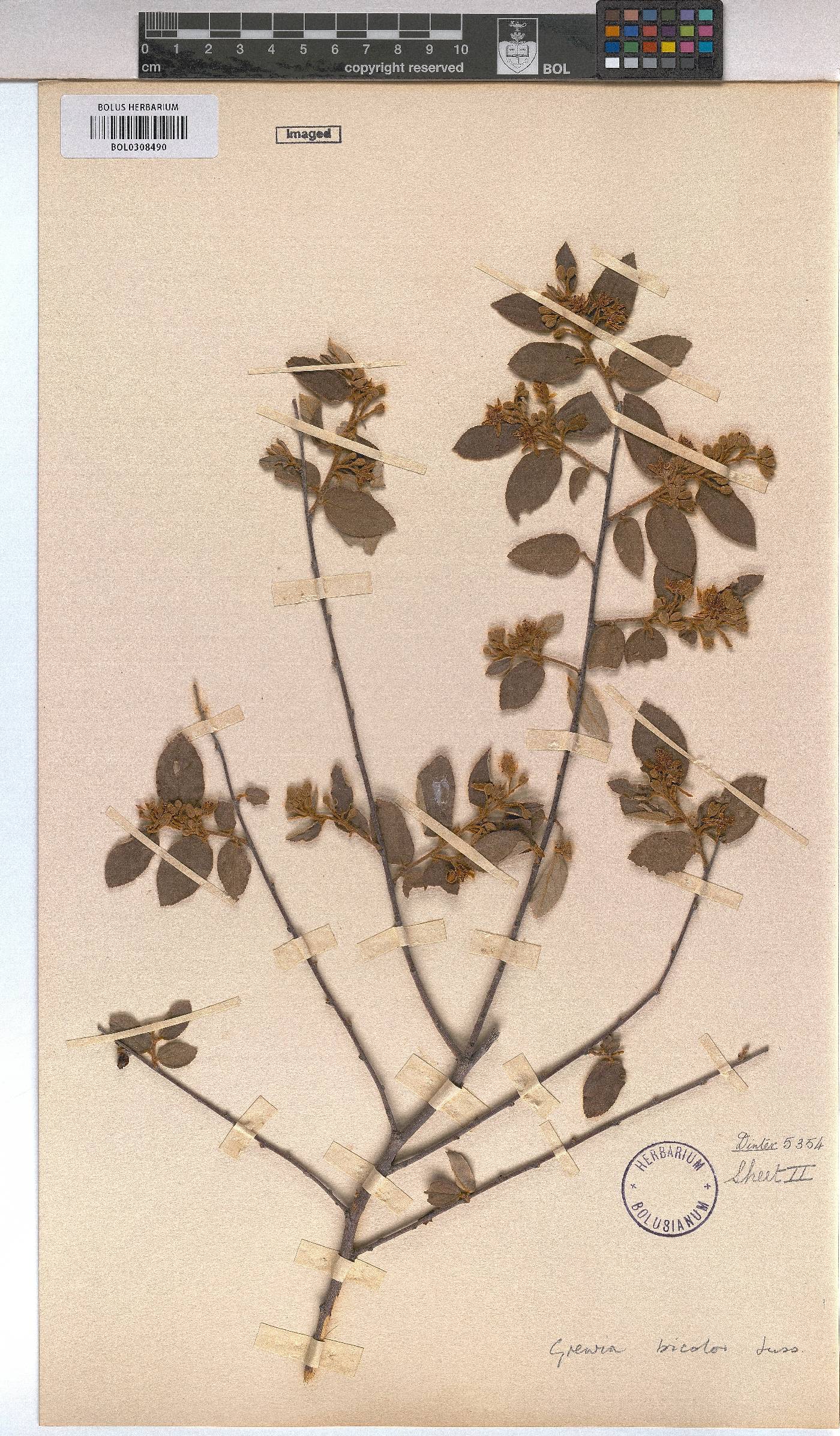 Grewia bicolor image