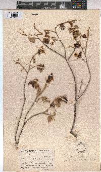 Grewia monticola image