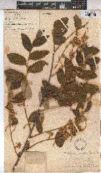 Grewia monticola image