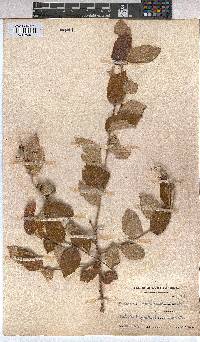 Grewia monticola image