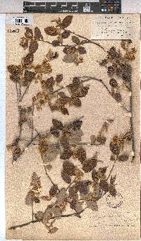 Grewia monticola image