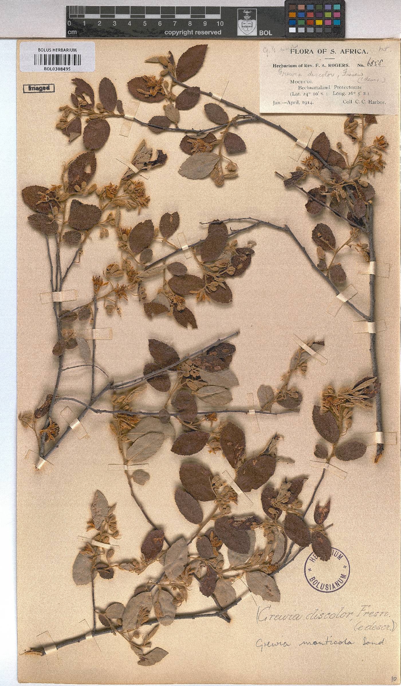 Grewia monticola image