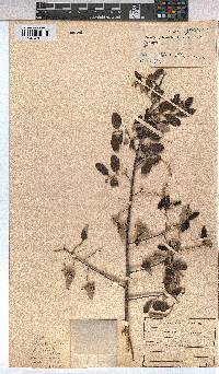 Grewia monticola image