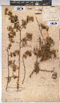 Grewia monticola image