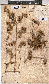 Grewia monticola image