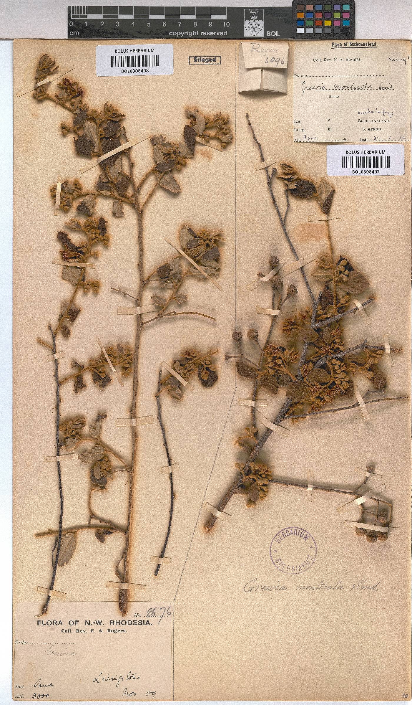 Grewia monticola image