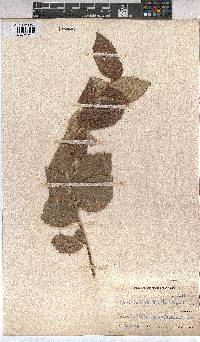 Grewia monticola image