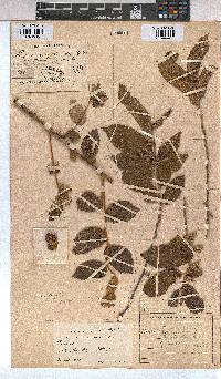 Grewia monticola image