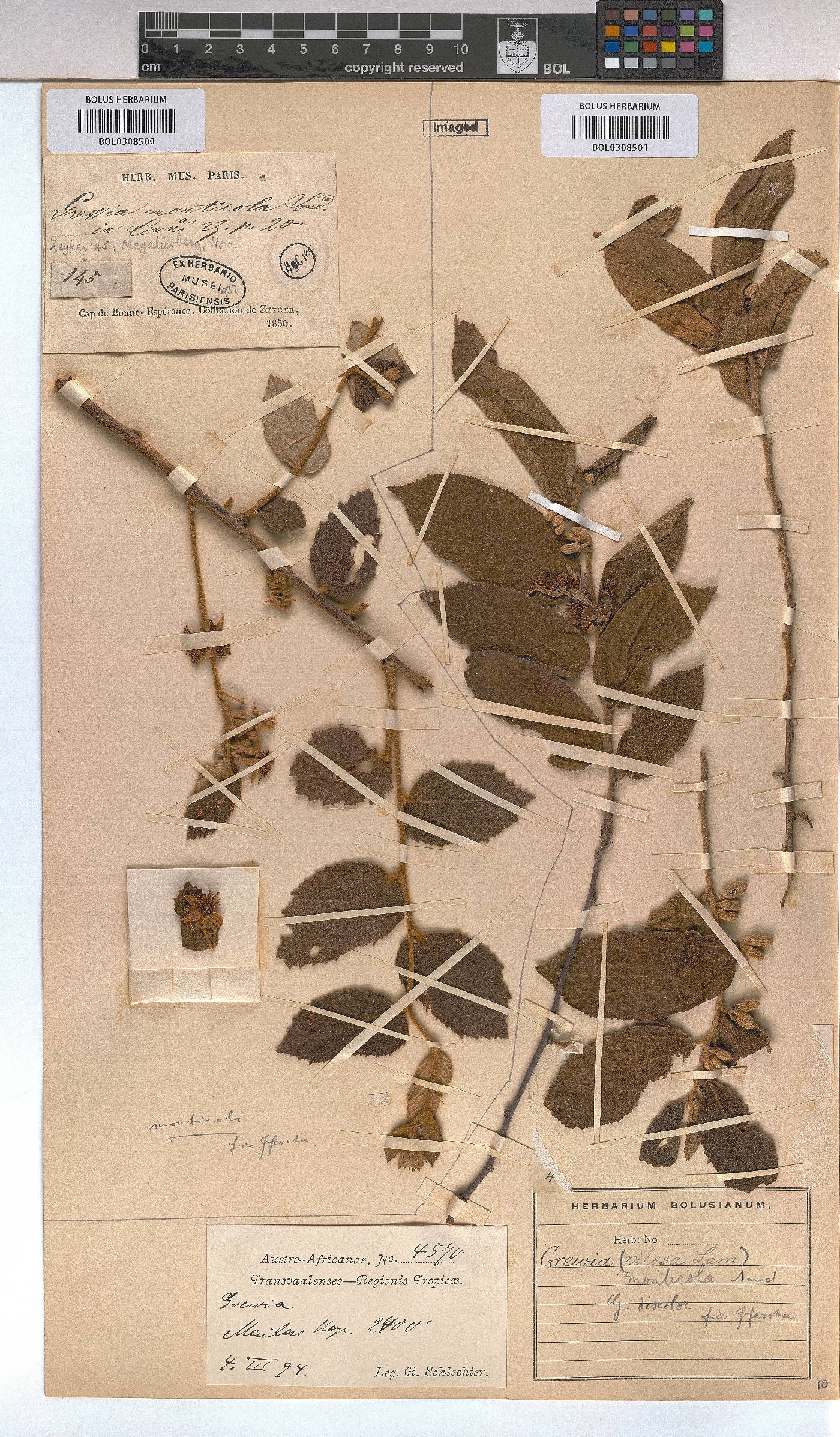 Grewia monticola image