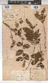 Grewia monticola image