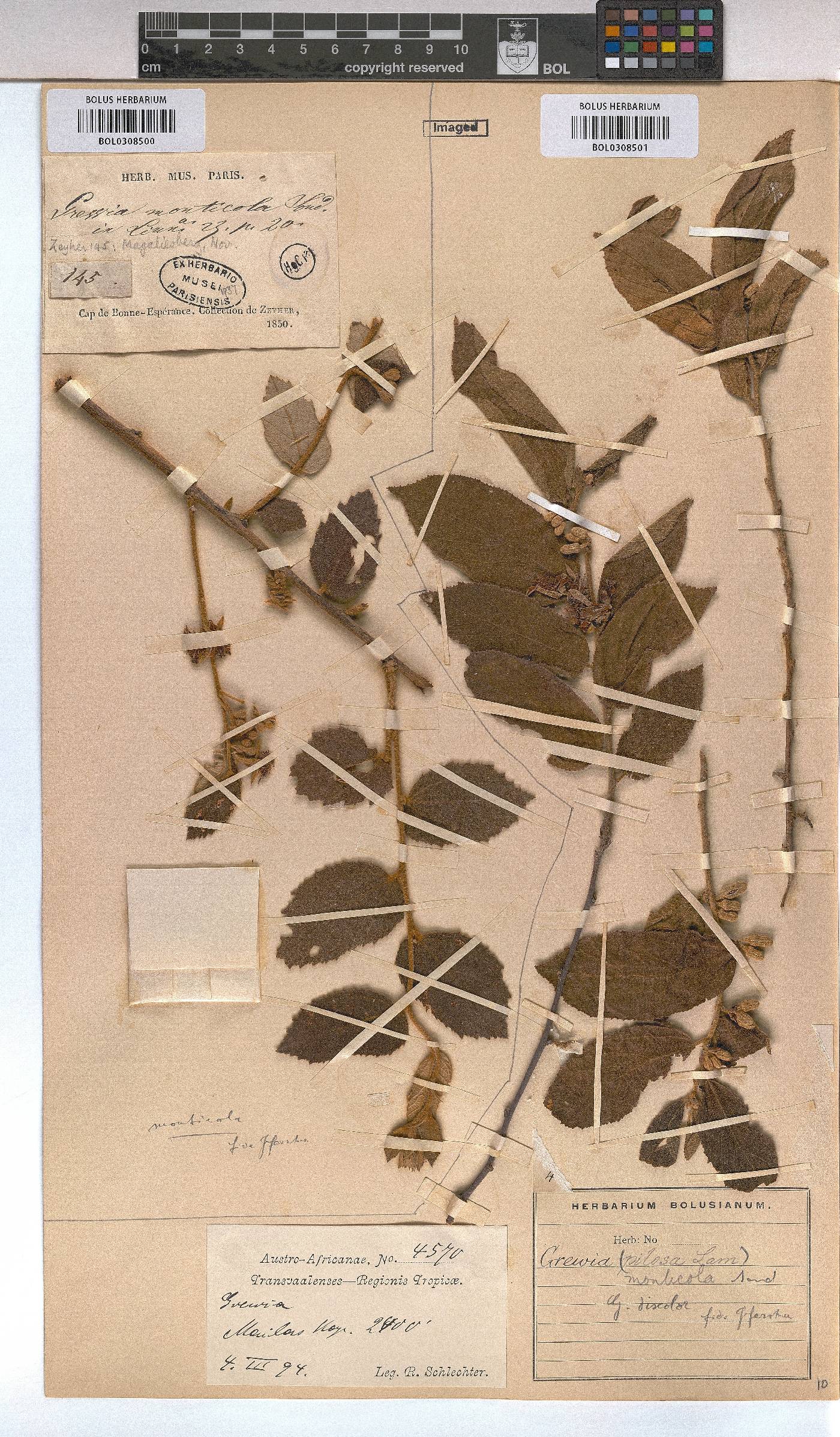 Grewia monticola image