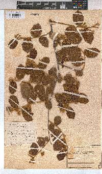 Grewia monticola image