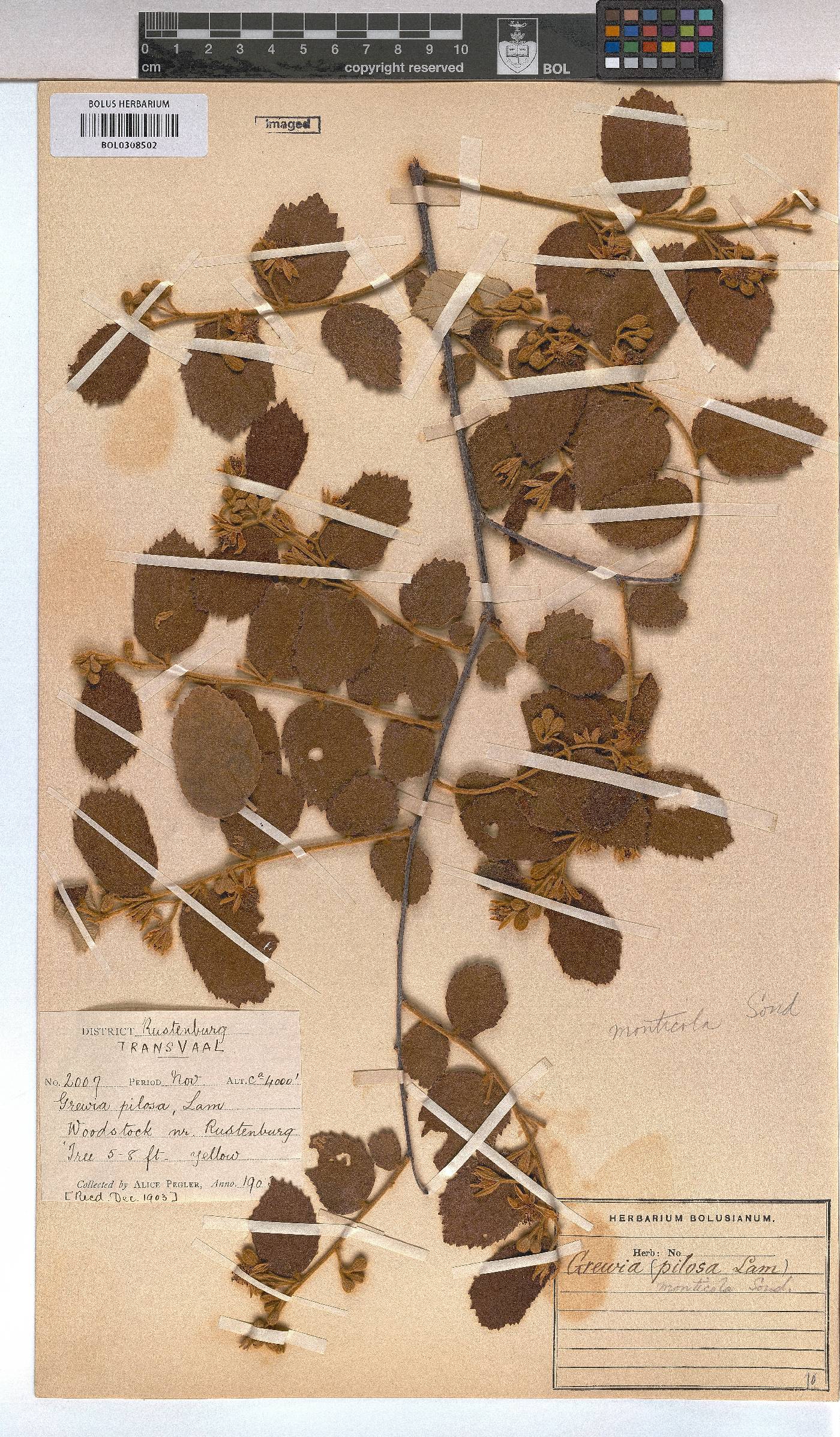 Grewia monticola image