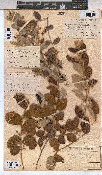 Grewia monticola image