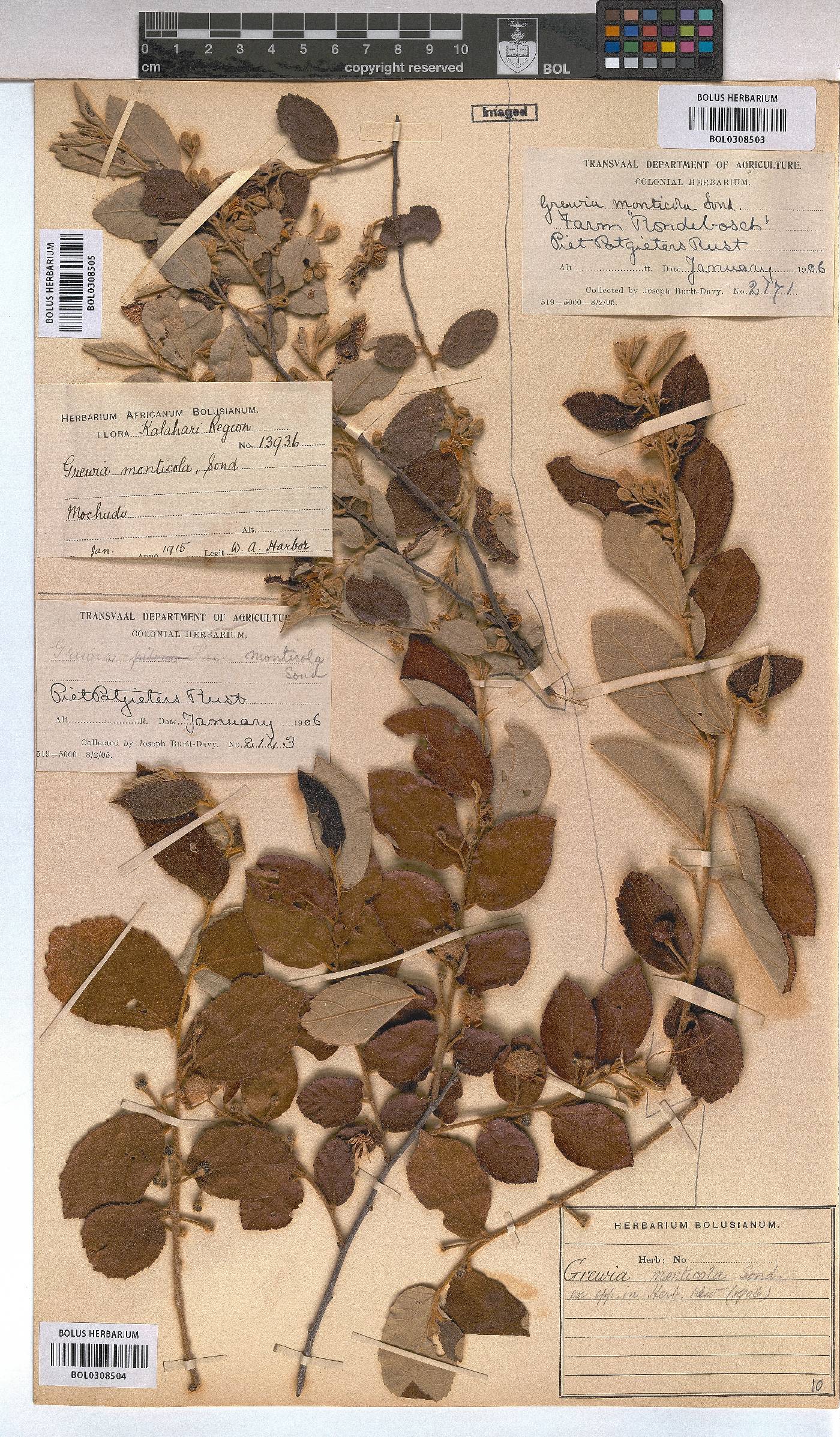 Grewia monticola image