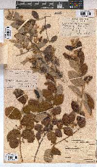 Grewia monticola image