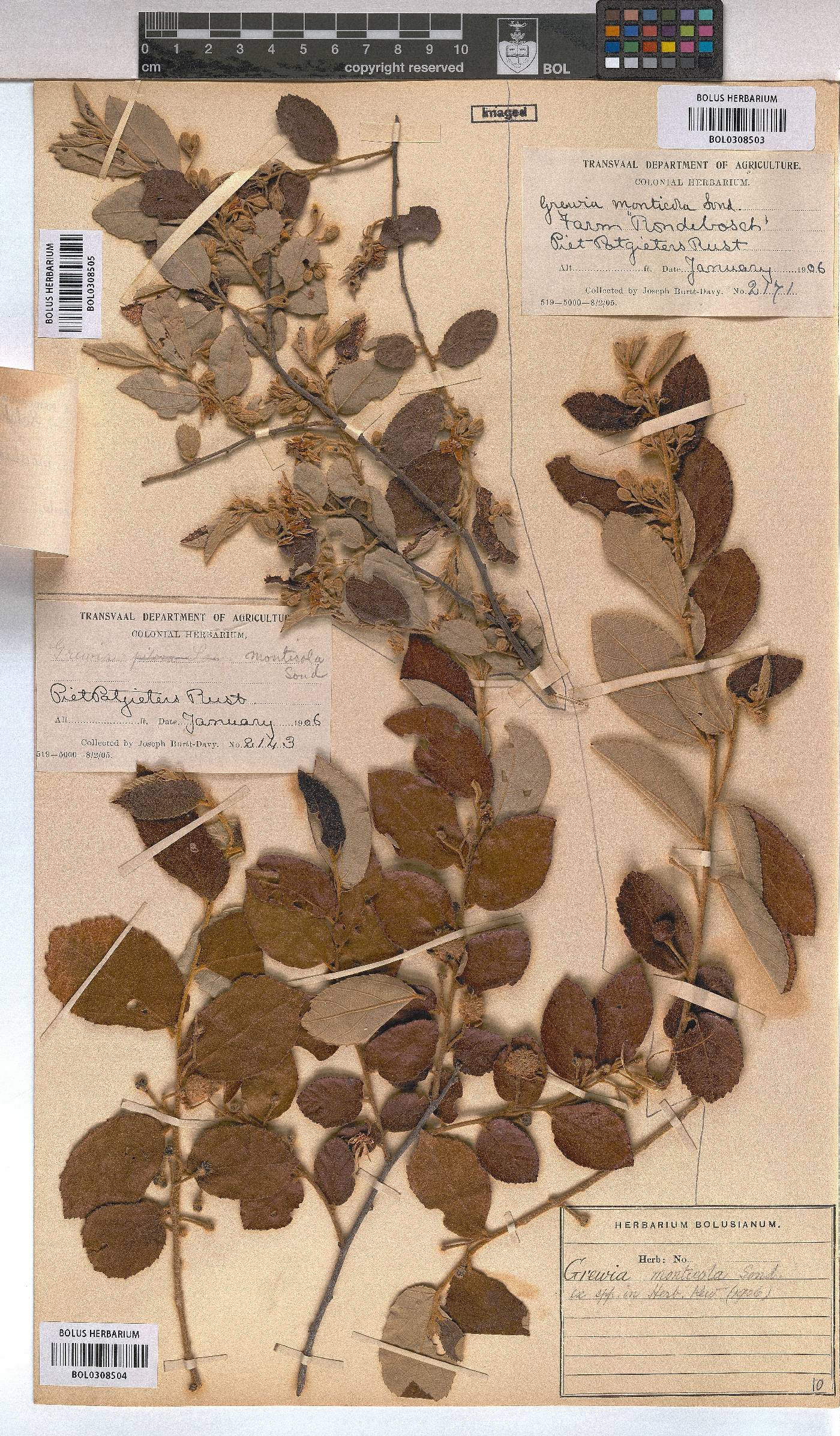 Grewia monticola image