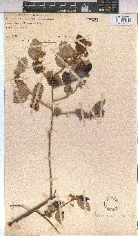 Grewia monticola image