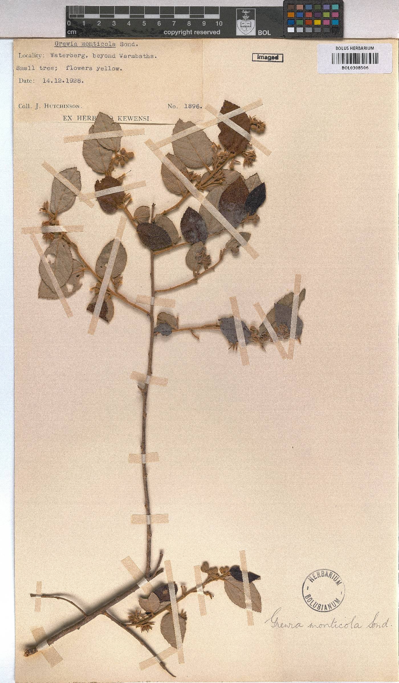 Grewia monticola image