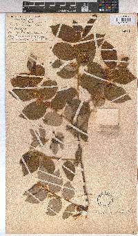 Grewia monticola image