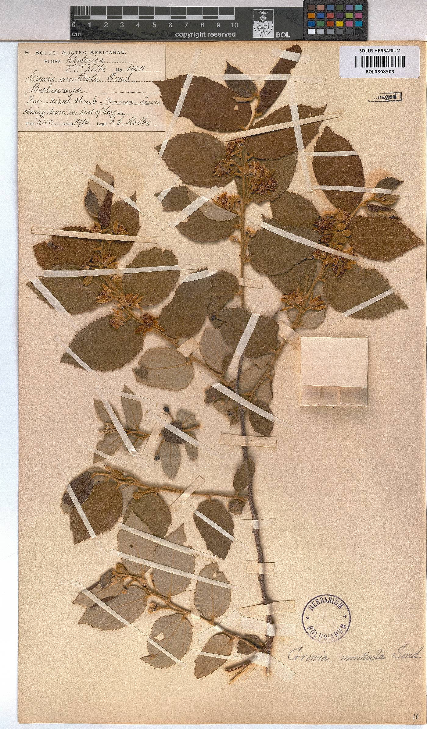 Grewia image