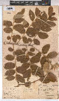 Grewia monticola image