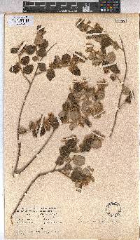 Grewia monticola image