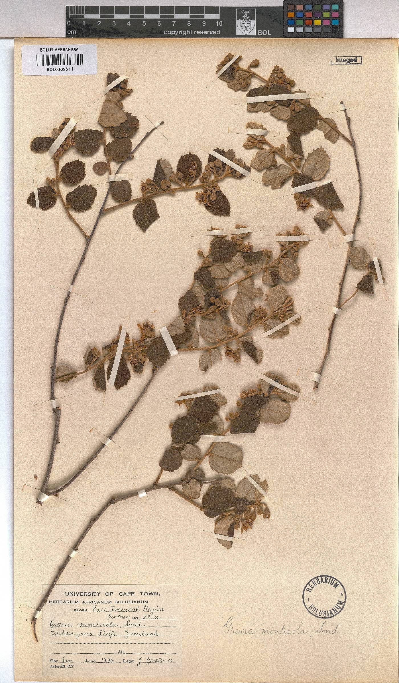 Grewia monticola image