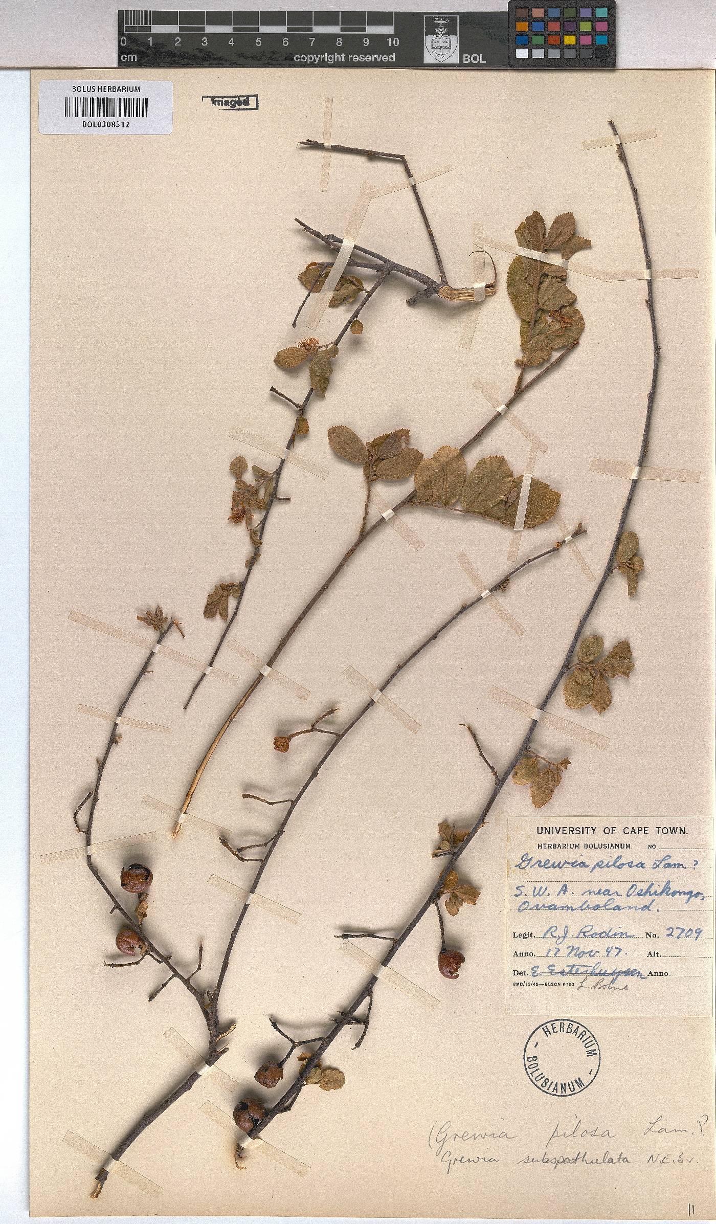 Grewia subspathulata image