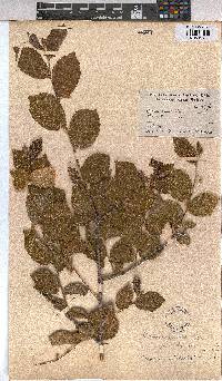 Grewia subspathulata image