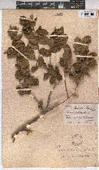 Grewia subspathulata image