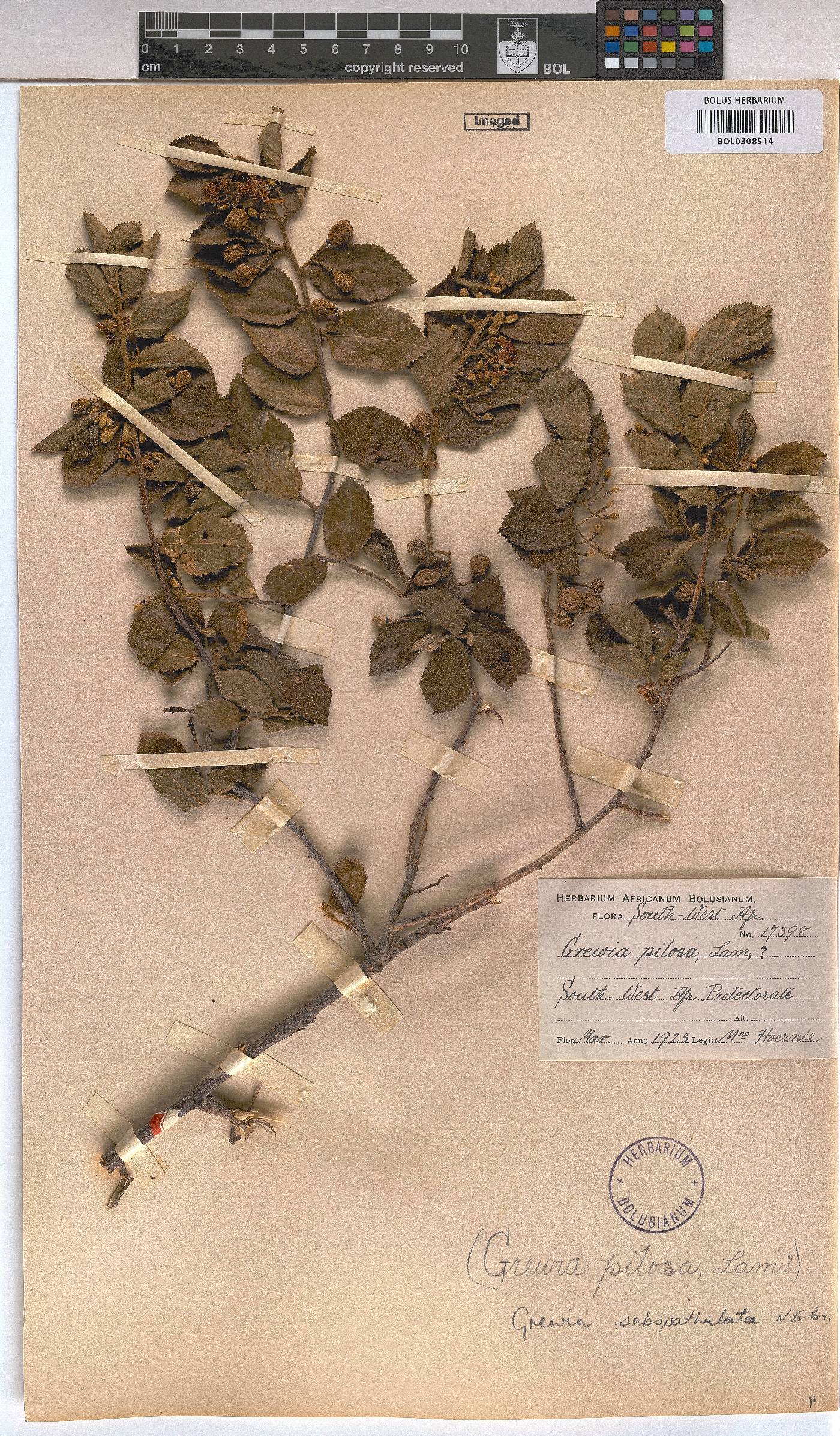 Grewia subspathulata image
