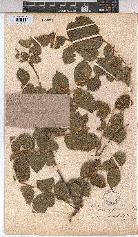 Grewia subspathulata image
