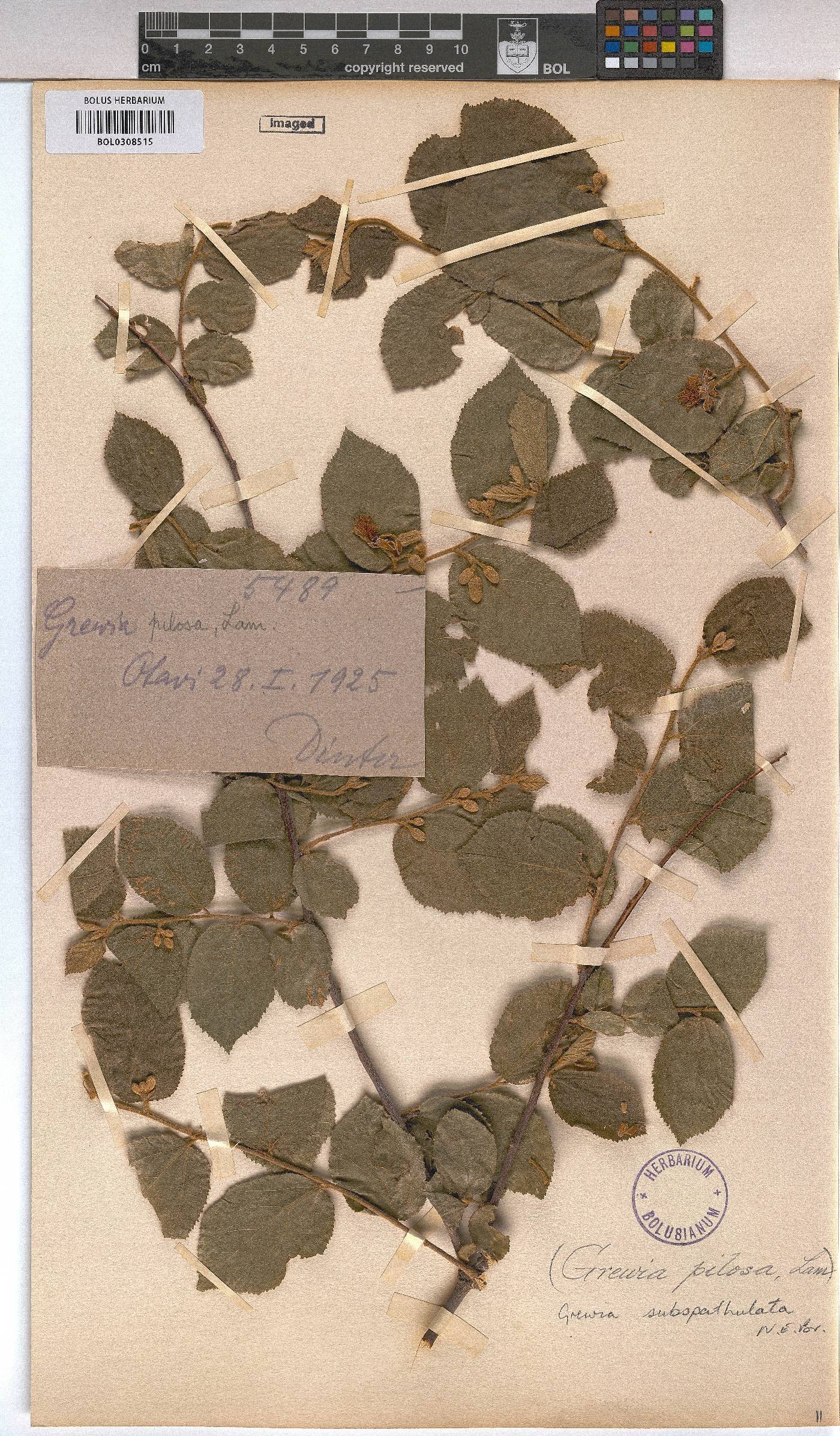 Grewia subspathulata image