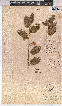 Grewia subspathulata image